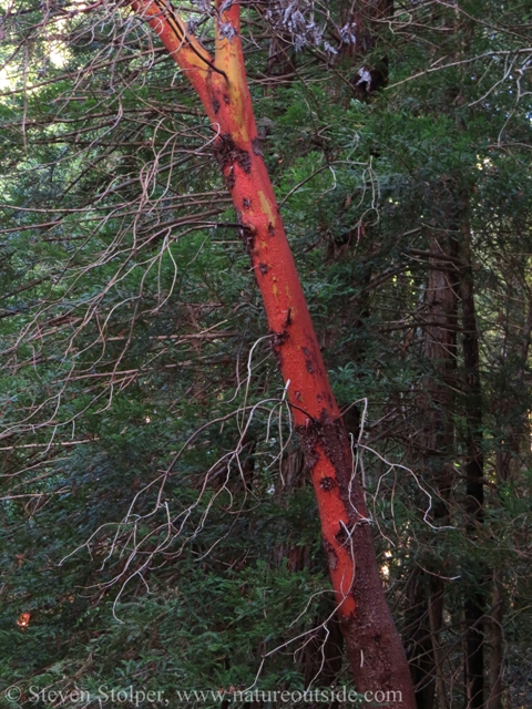 Lower branches die when shaded by the canopy