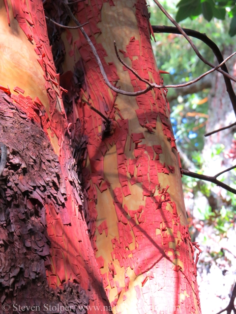 The Madrone sheds its bark in June and July