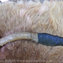 Flint blade attached to deer antler handle. Bound with artificial sinew. Knife by Wayne Powers.