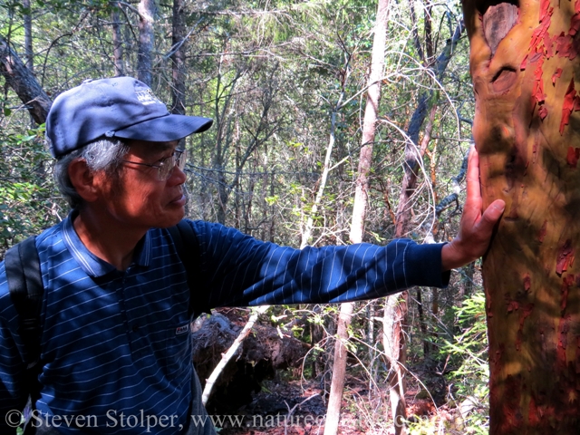 A hiker encounters his first Madrone