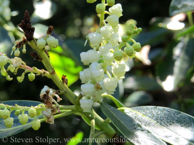 Madrone inflorescence