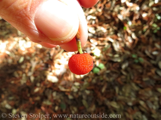 The berries are small and found in clusters at the end of branches blown to the ground.