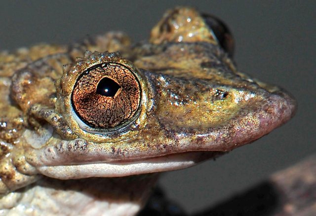 The Greening’s frog (Corythomantis greeningi). Photo by Carlos Jared, Butantan Institute