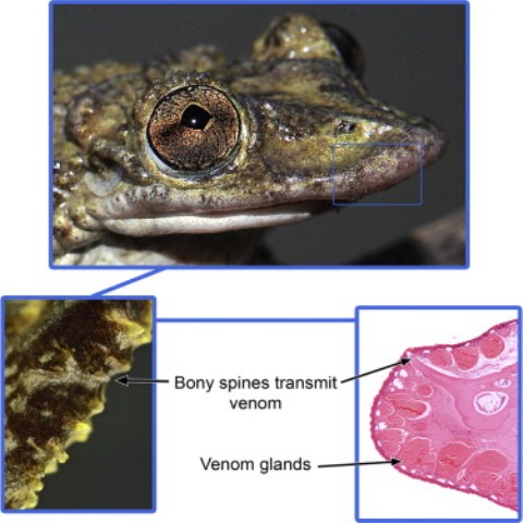 Chart from abstract, "Venomous Frogs Use Heads as Weapons"
