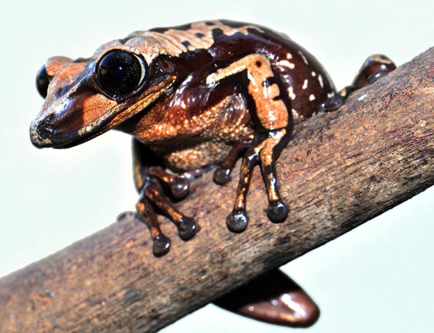 The Bruno’s casque-headed frog (Aparasphenodon brunoi).   Photo by Carlos Jared, Butantan Institute.