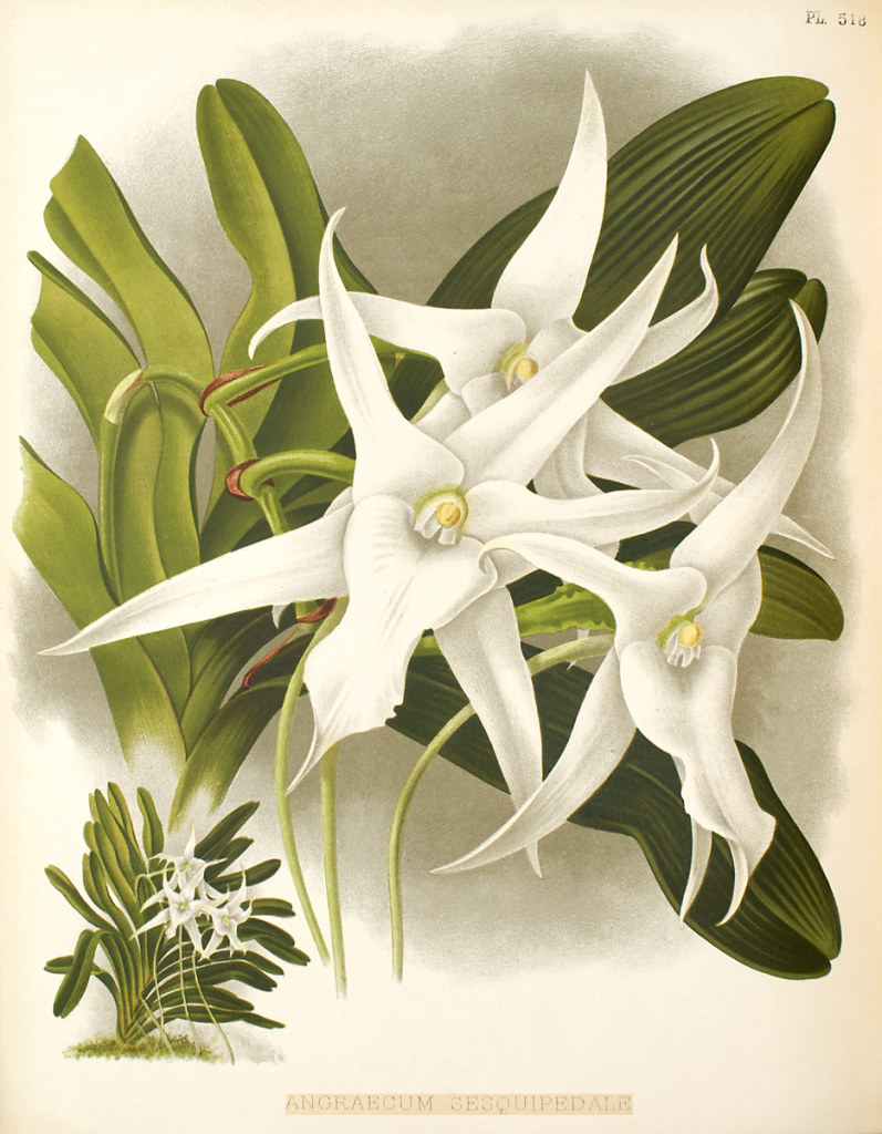 Drawing of Angraecum sesquipedale. Note each flower has a long "spur" (nectary).