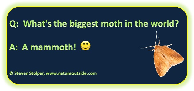 moth joke