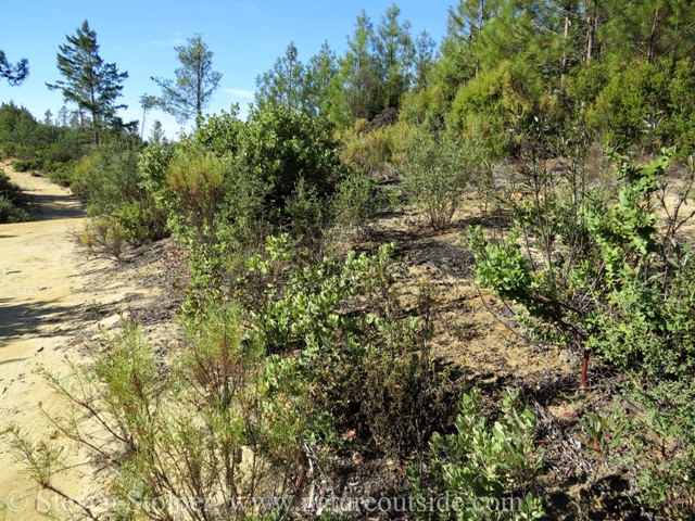 All the plants are adapted to the dry climate. They have thick waxy leaves to help conserve water.