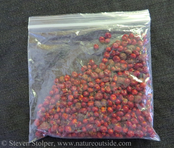 I start with fresh berries I collected. But you can also freeze the berries to preserve them for later.