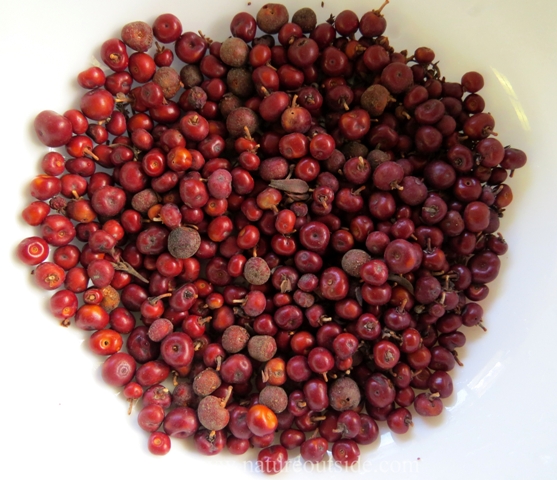 The berries may have dirt on them and the berries of some Manzanita species are sticky.