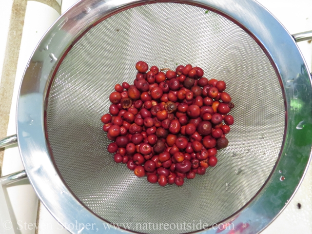I place the Manzanita berries in a strainer and wash them under the faucet.