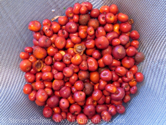 The washed berries. In this picture, you can see the stones of some of them.