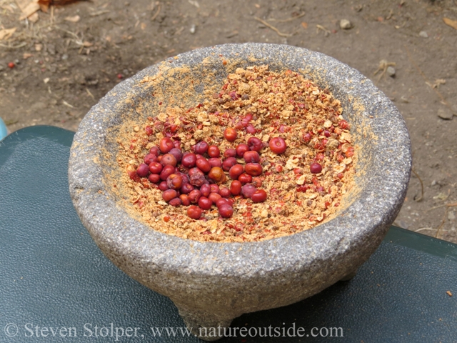 Ground Manzanita berries