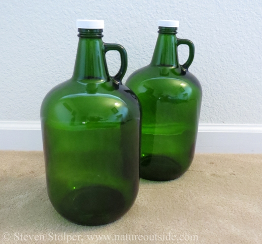 The two carboys I use to process Manzanita berries