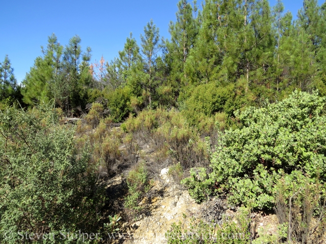 Fire was common in chaparral. Many of the plants rely on fire to reproduce.