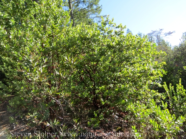 Manzanita is highly sculptural woody shrub