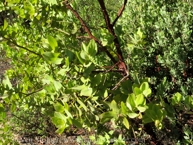 It's thin red bark gives it a "naked" appearance even before it peels off to expose the pale green wood below