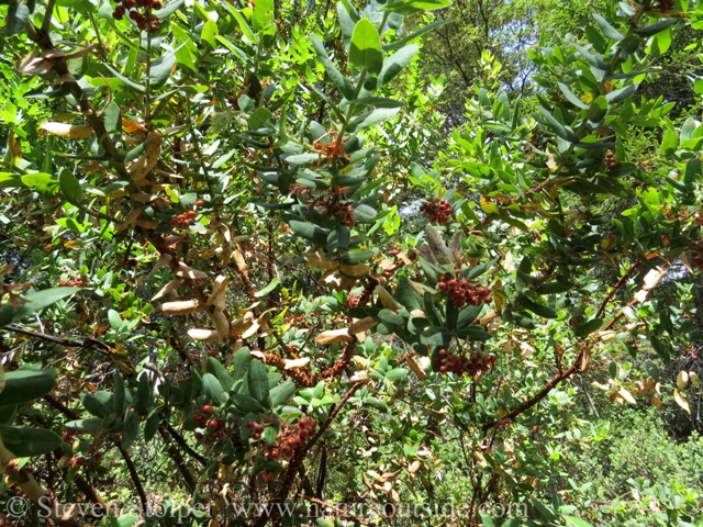 A Manzanita loaded with berries