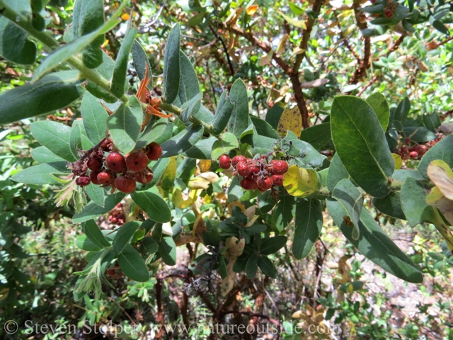 The berries are held in clusters hanging below the branches.