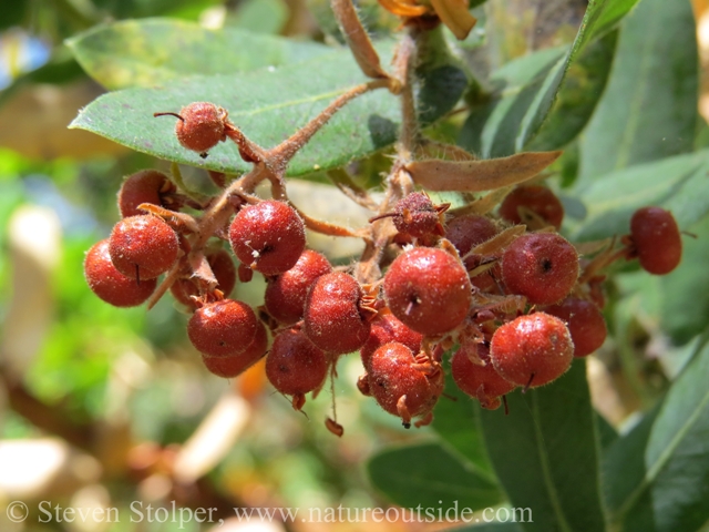 Manzanita berries really do look like little apples.