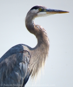 Shorebirds like this Great Blue Heron stand like statues in the water waiting to strike their prey