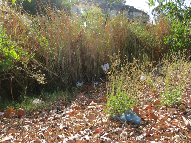 Trash blown from  piles behind me lodge against the tule at the waterline. 