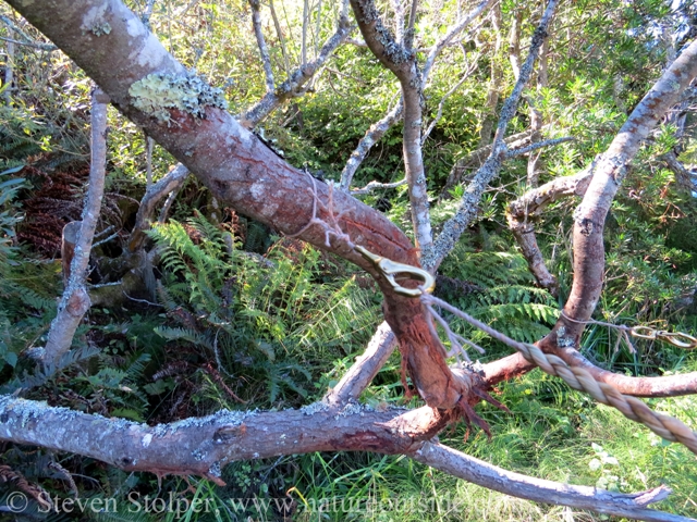 Rigging for making tule cordage