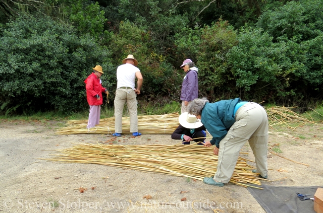 Assembling the bundles. We removed kinked stems, trimmed the flowers, and separated the cattails.