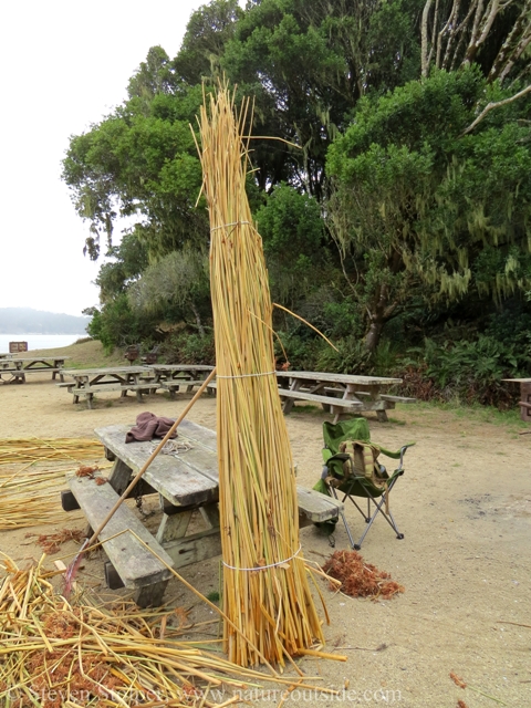 Standing the tule bundles on end aligns the ends of the stems. We bound them temporarily with twine or white insulated wire.