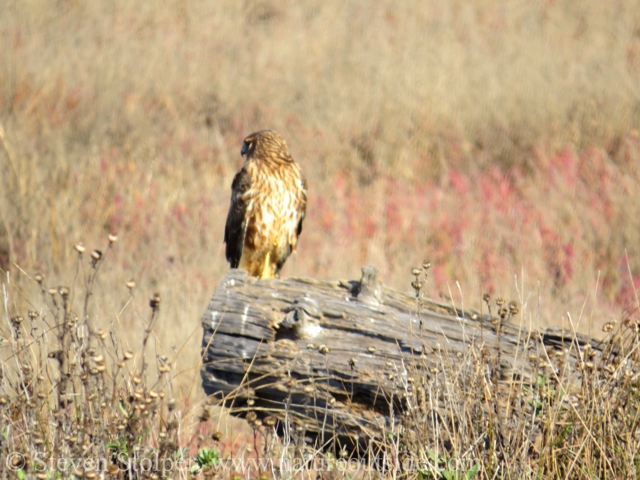 I didn't realize that Harriers can swivel their heads like owls.