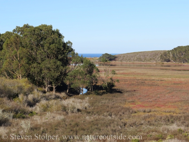 I hiked from the Pacific Ocean (in the background) through the marsh using the trees to remain unobserved by wildlife.