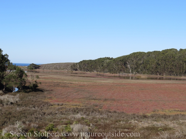 An overview of the marsh created by Pescadero and Butano Creeks