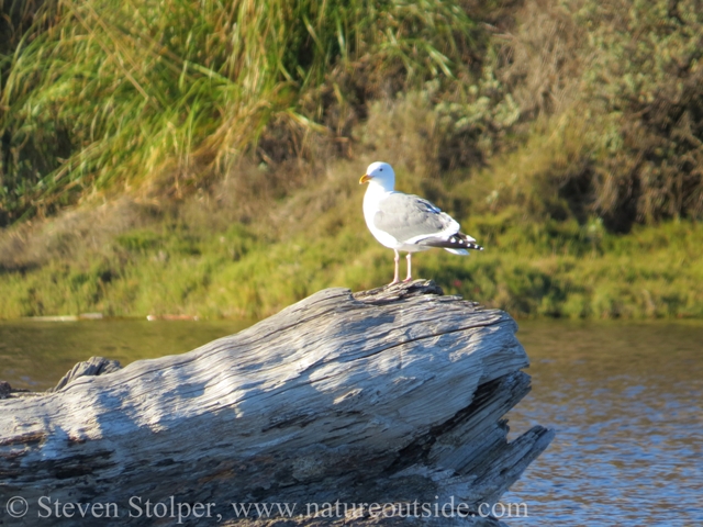 Birds of all type feed in the fresh and brackish water.