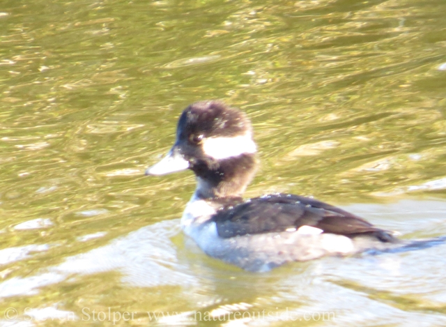 Young Bufflehead.  Is this a female or a young nonbreeding male?  The cheek patch seems to wrap around the back of the head.