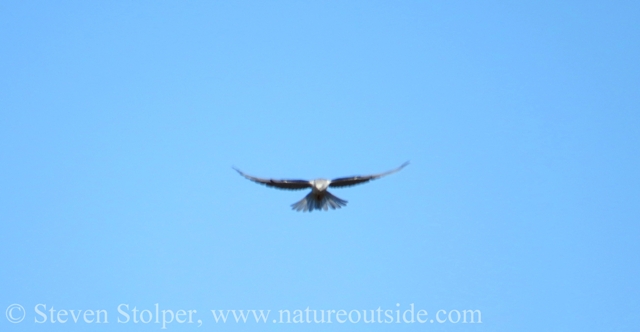White-tailed Kite in mid-hover.