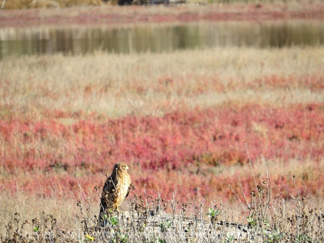 The Northern Harrier surveys the marsh.