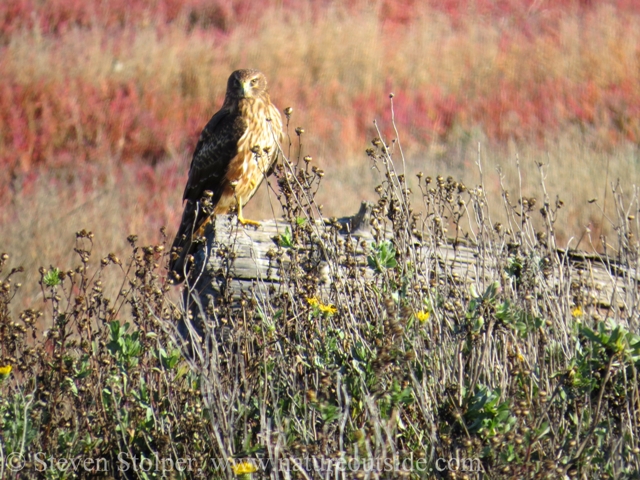 A regal bird detects my approach!