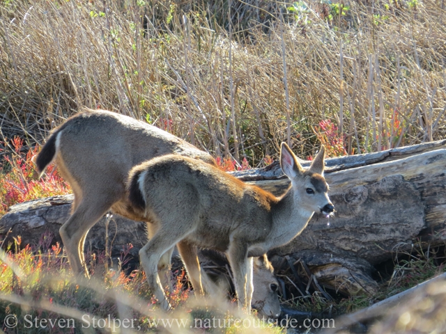 I love the water dripping from the young deer's mouth after each drink.