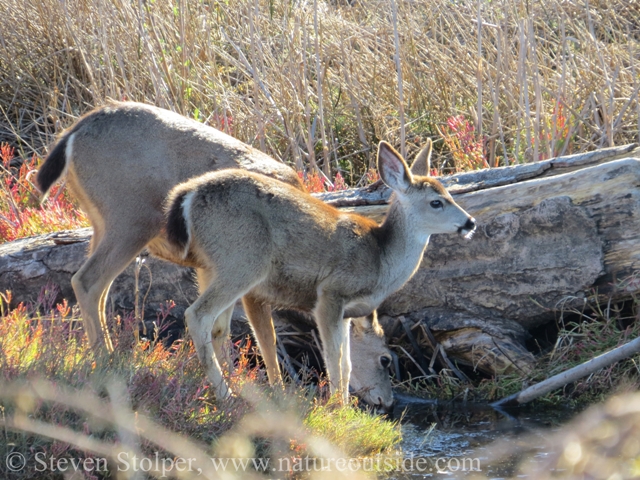 9-DeerDrinking