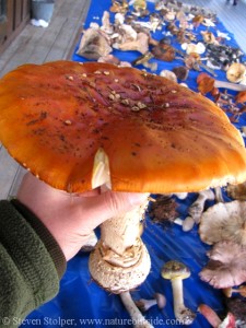 Fly agaric (Amanita muscaria)