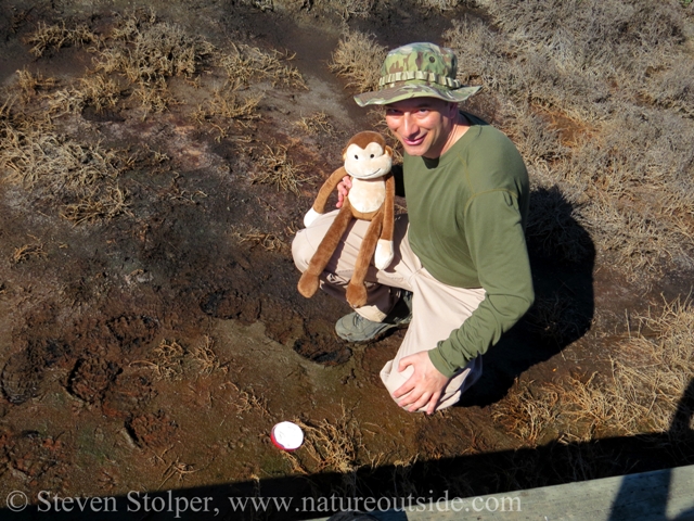Adventure Monkey and I make a plaster cast of a Grey Fox track