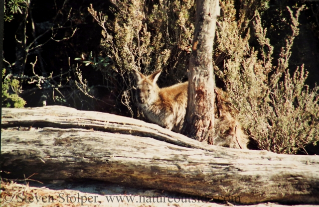 Alpine kangaroo near Lake Tahoe, California