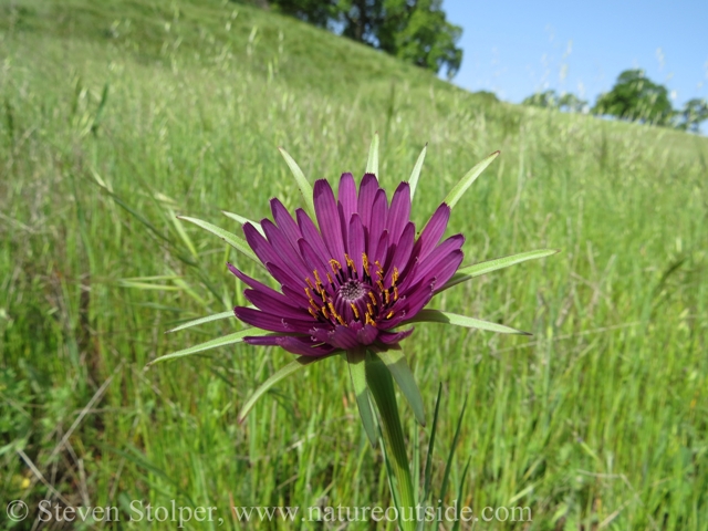 Salsify1wtrmrkd