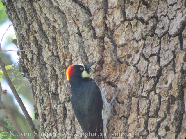 Sun reflecting off an Acorn woodpecker’s decorative cap.