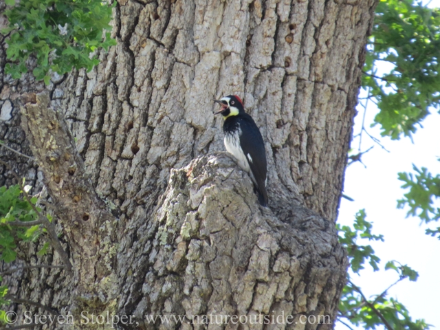 Acorn woodpecker making a ruckus as usual.