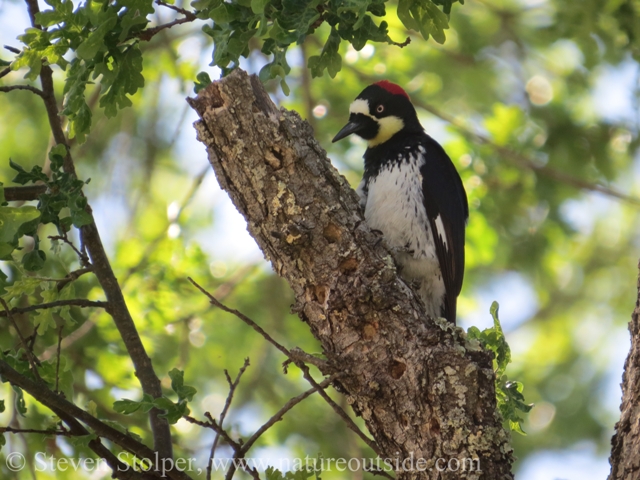 A closer look at an Acorn woodpecker.