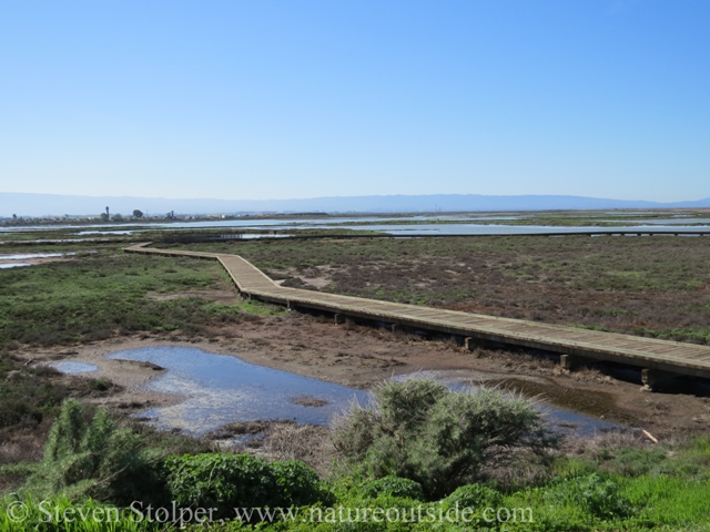 New Chicago Marsh