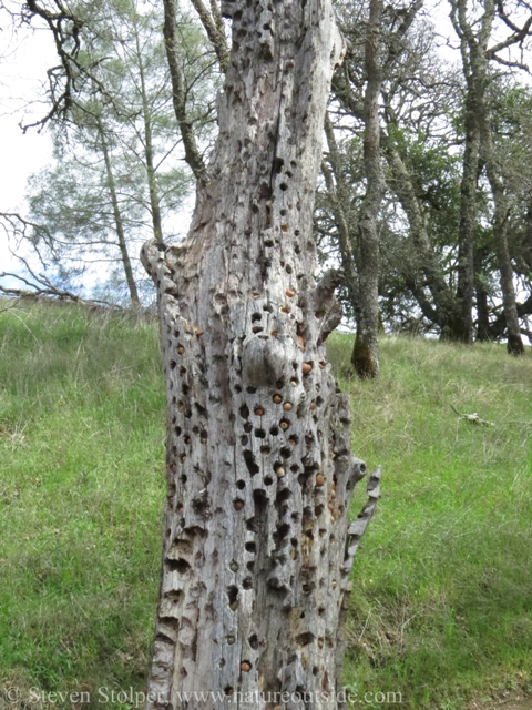 Acorn granary tree.