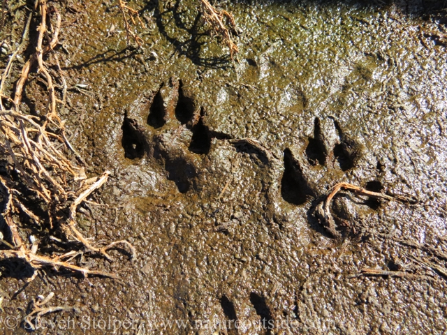 Gray Fox tracks in the mud