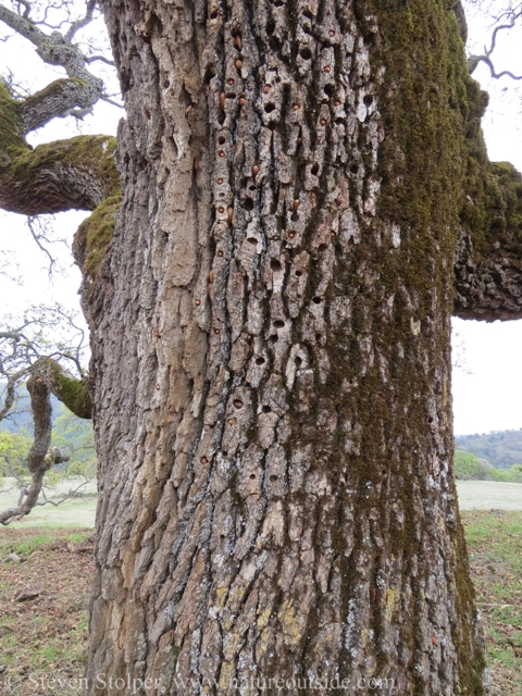 Another granary tree.